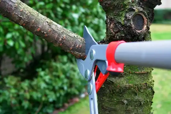 tree services Wills Point